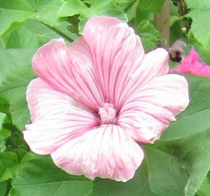 Pink flower