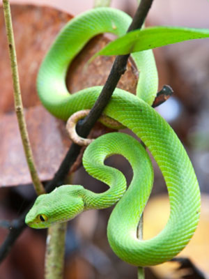 Snake